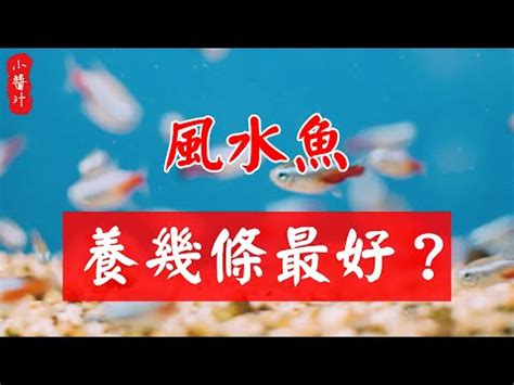 黑色金魚|黑金魚風水：招財必看